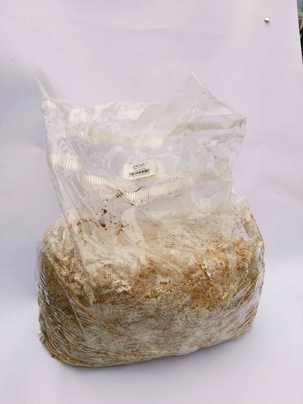 Bolsa micelio shiitake serrin roble