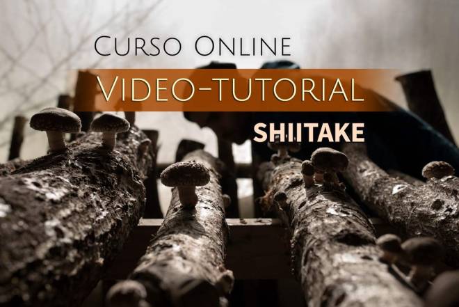 Curso video-tutorial de cultivo ecológico de shiitake