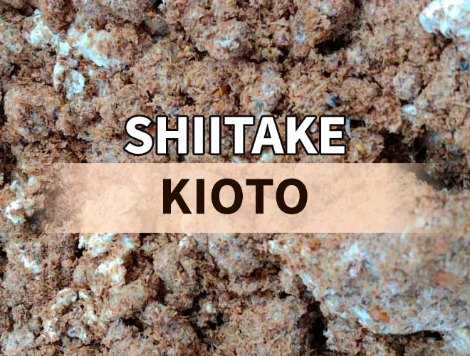 Bolsa con micelio de shiitake kioto sobre serrín de roble