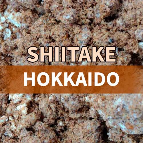 Bolsa con micelio de shiitake hokkaido sobre serrín de roble