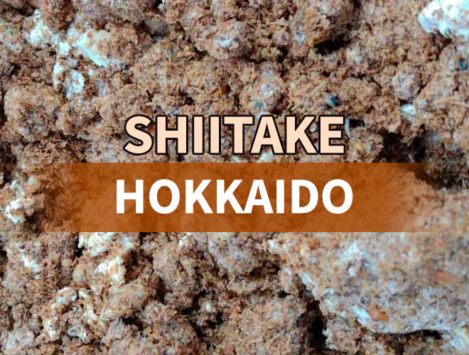 Bolsa con micelio de shiitake hokkaido sobre serrín de roble