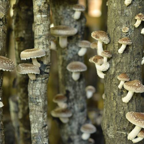 Pack troncos productores de shiitake