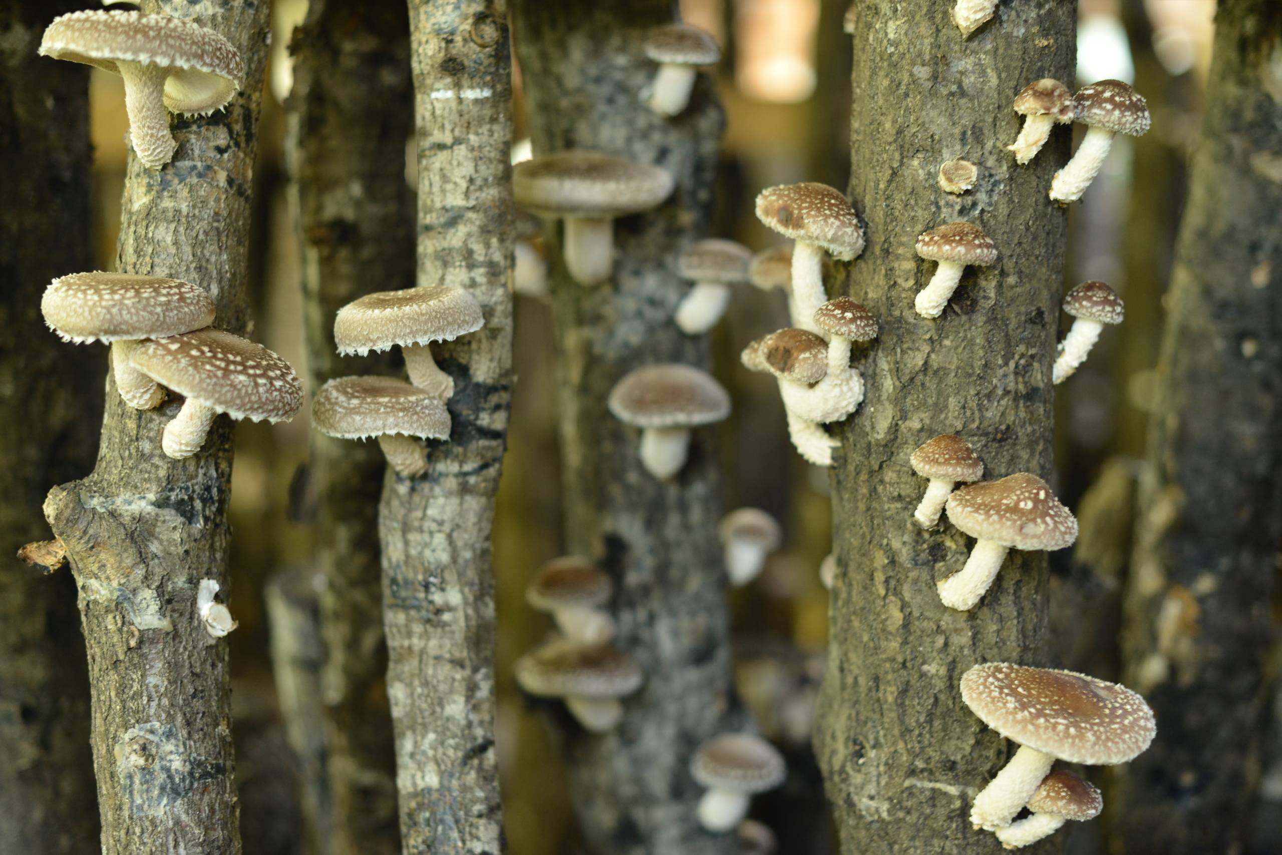 Paquet de troncs de shiitake
