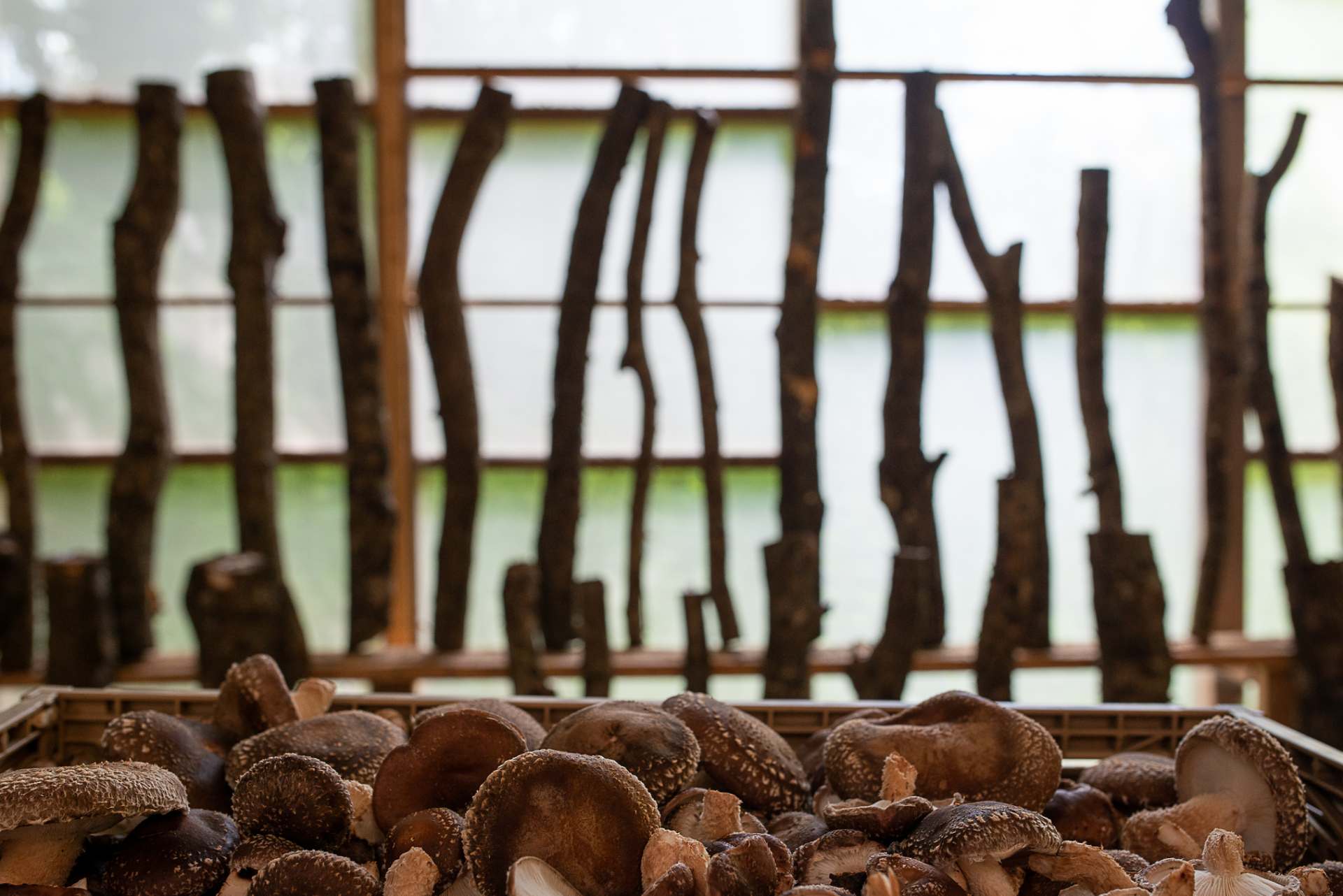 Setas Autocultivo Autocultivo de Seta Shiitake sobre Troncos de Madera Perfecto para el Cultivo de Setas en casa o para el Huerto Mushroom Growing HIFAS 1000 Uds 