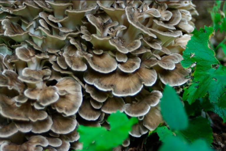 Maitake (Grifola frondosa) ⋆ Fungi natur