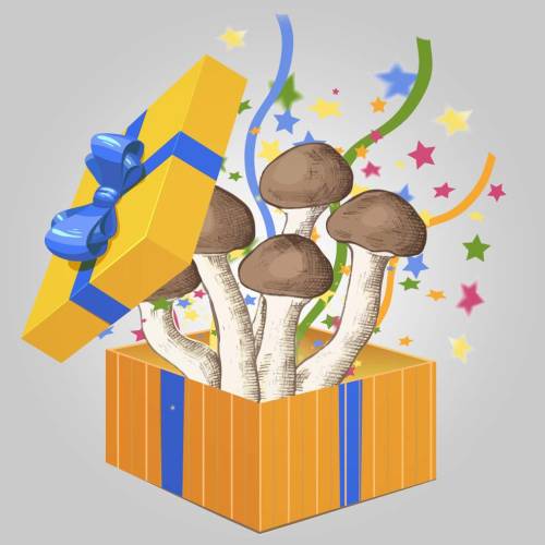 Fungi regalos