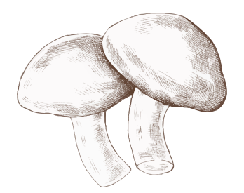 Our mushrooms
