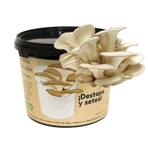 Oyster mushroom bucket producer with coffee grounds