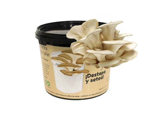 Cubo productor de Seta de ostra