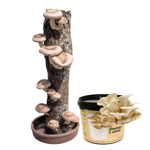 seta shiitake, de ostra, kit de autocultivo de setas