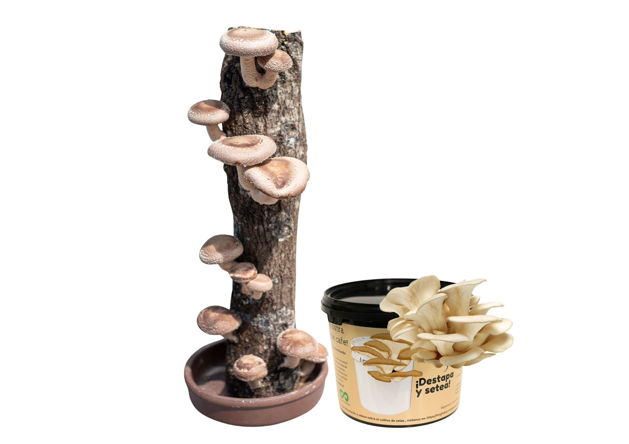 seta shiitake, de ostra, kit de autocultivo de setas