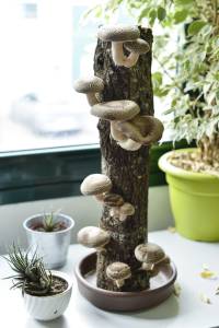 tronco shiitake