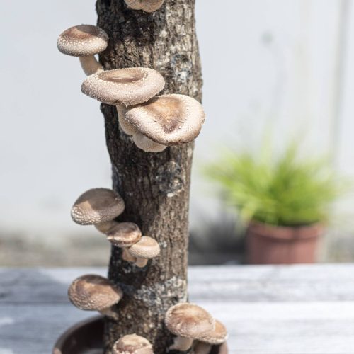 shiitake tronco setas