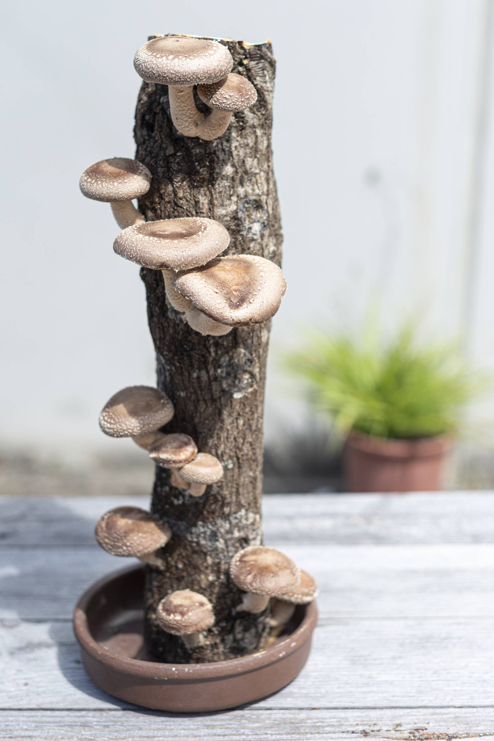 shiitake tronco setas