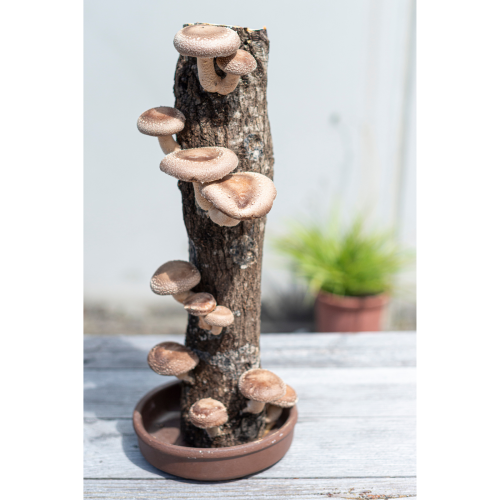 Producer shiitake log