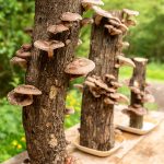 cultivo de shiitake en casa
