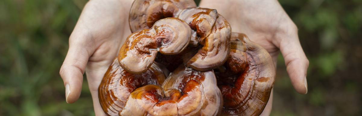 betaglucanos, hongos, reishi