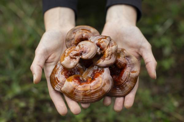 betaglucanos, hongos, reishi