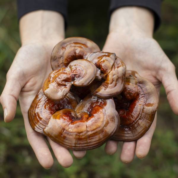 betaglucanos, hongos, reishi