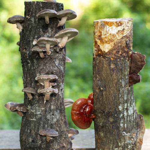 PACK TRONCO SHIITAKE + REISHI