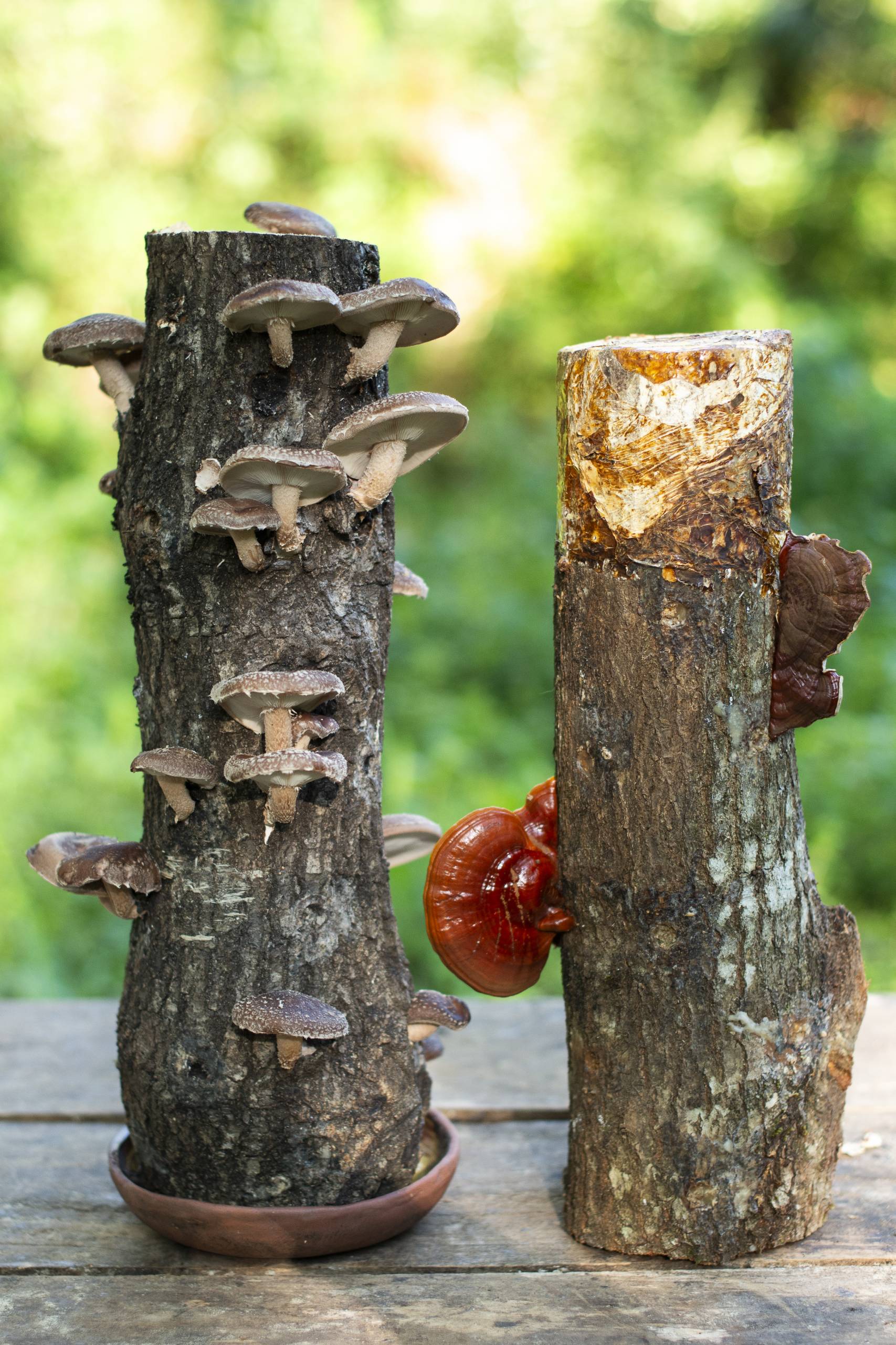 PACK TRONCO SHIITAKE + REISHI