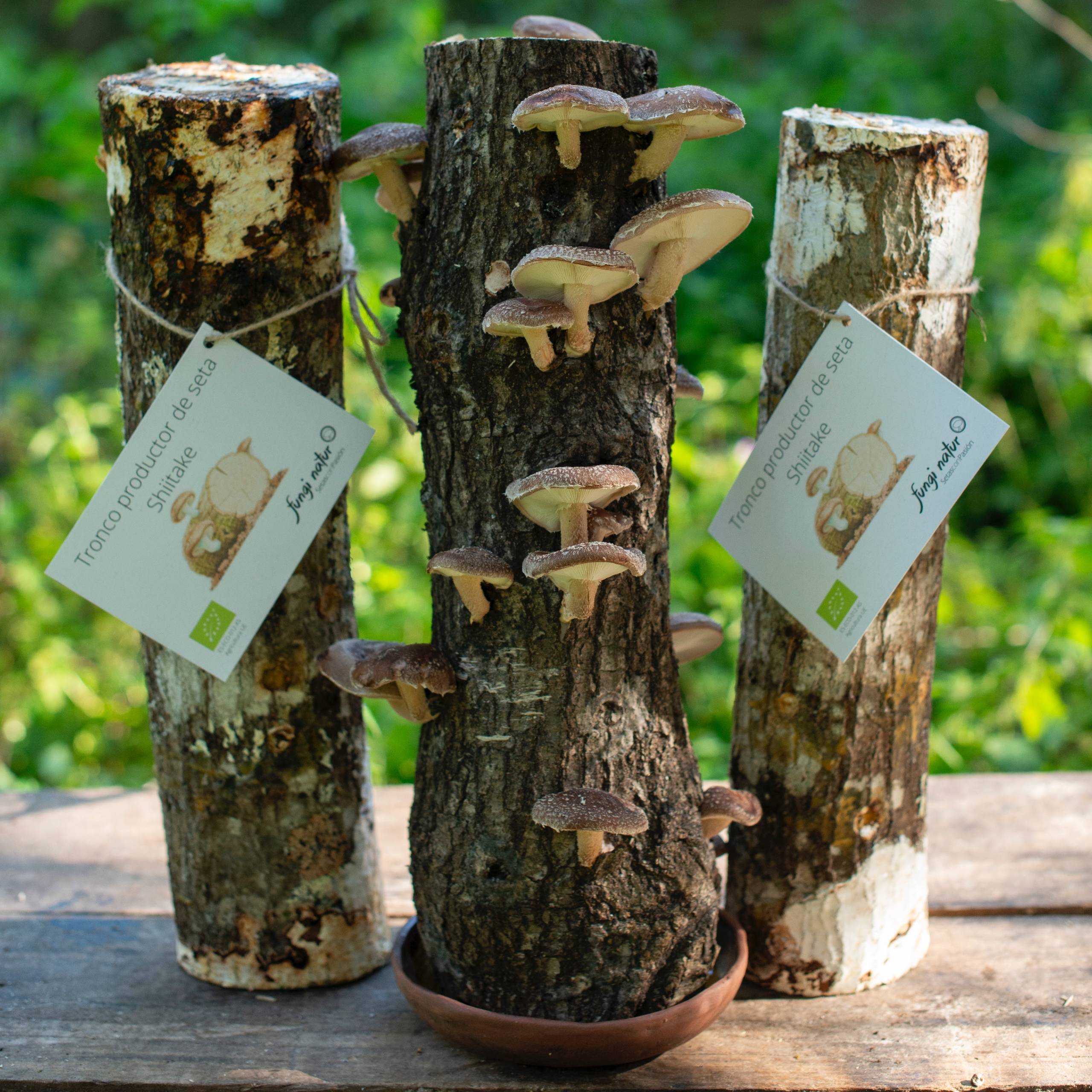 Oferta 3x2 troncos productores de shiitake