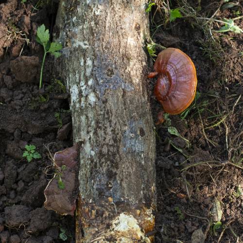 Tronco productor de Reishi