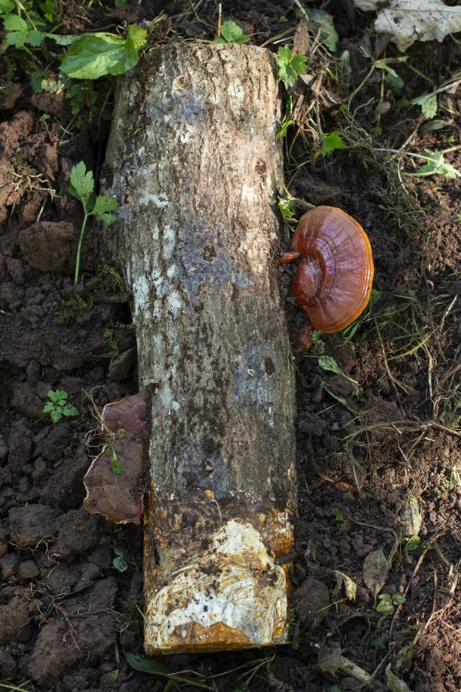 Tronco productor de Reishi