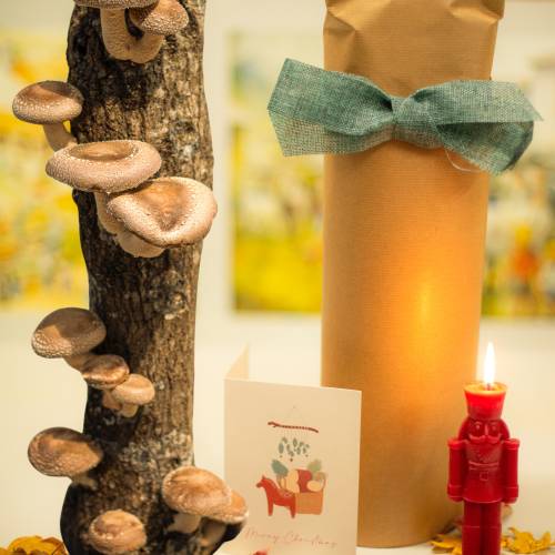 Producer shiitake log