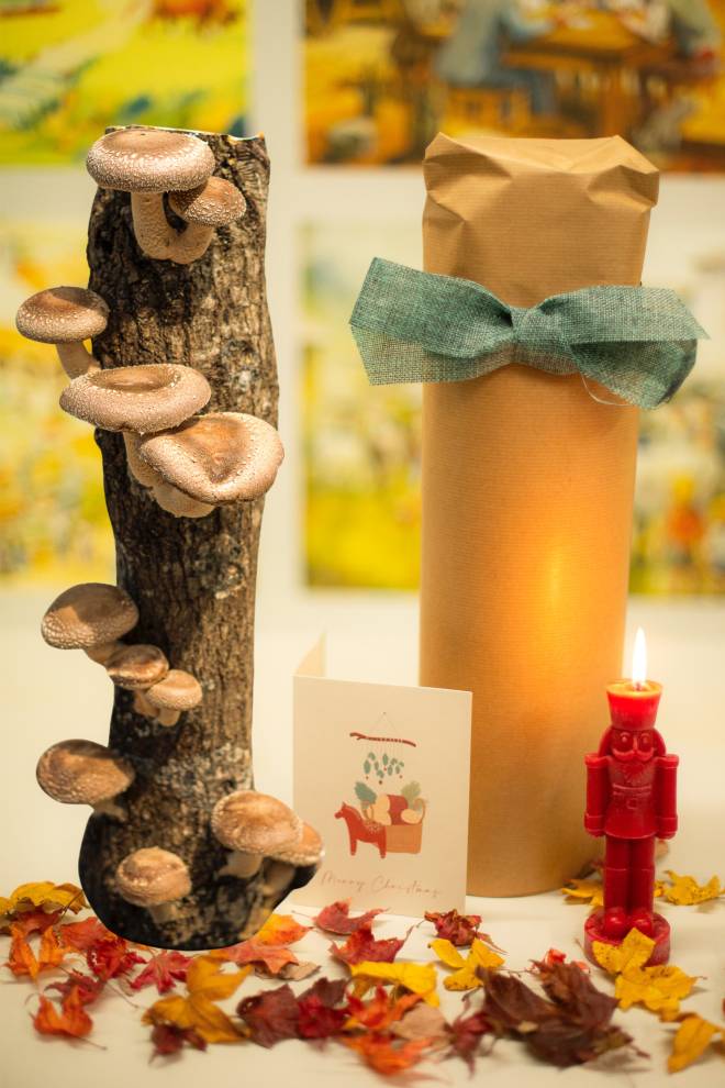 Producer shiitake log