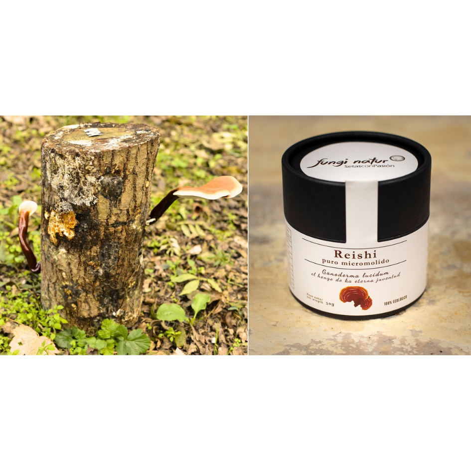 Reishi tronco, reishi polvo micromolido, hongo, setas