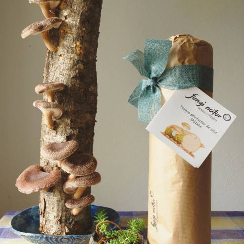 Tronco productor shiitake