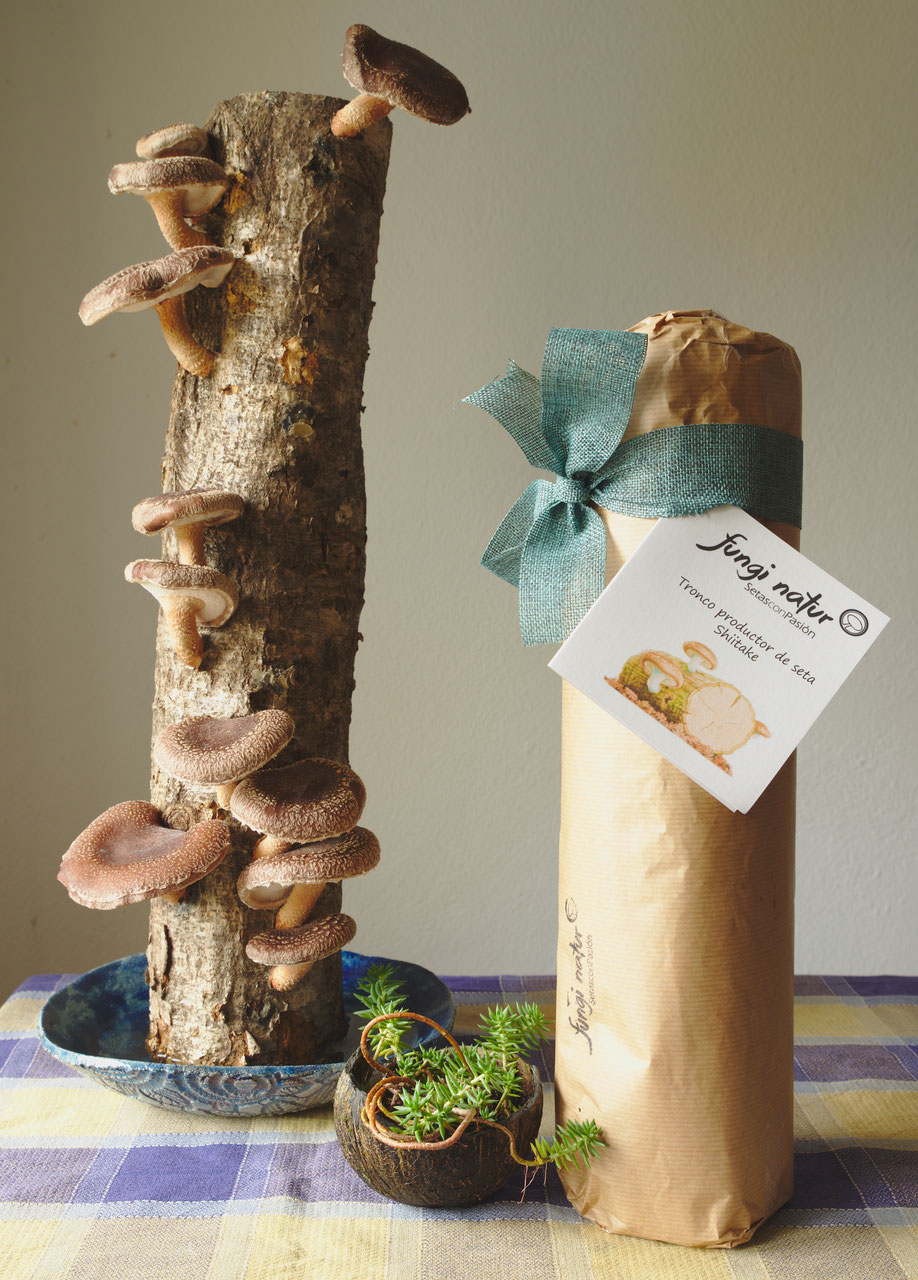 Tronco productor shiitake